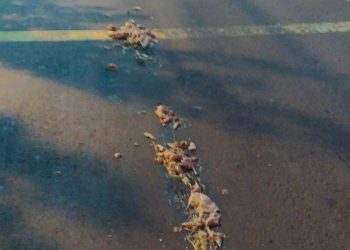 Derramamento de vísceras nas avenidas de vera cruz do oeste causa grande transtorno à população.